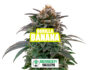 Harzige Blüte der Sorte Gorilla Banana von Sensoryseeds