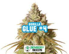 Harzige Blüte der Sorte Gorilla Glue #4 von Sensoryseeds