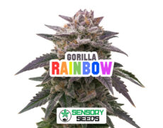 Harzige Blüte der Sorte Gorilla Rainbow von Sensoryseeds 