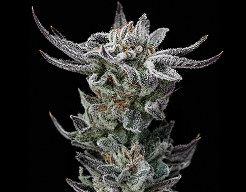 Pflanze von Gorilla Glue Faster