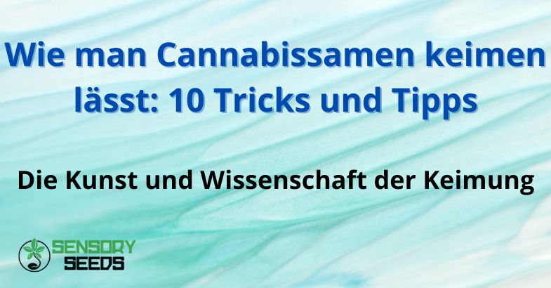 Wie man Cannabissamen keimen lässt: 10 Tricks und Tipps