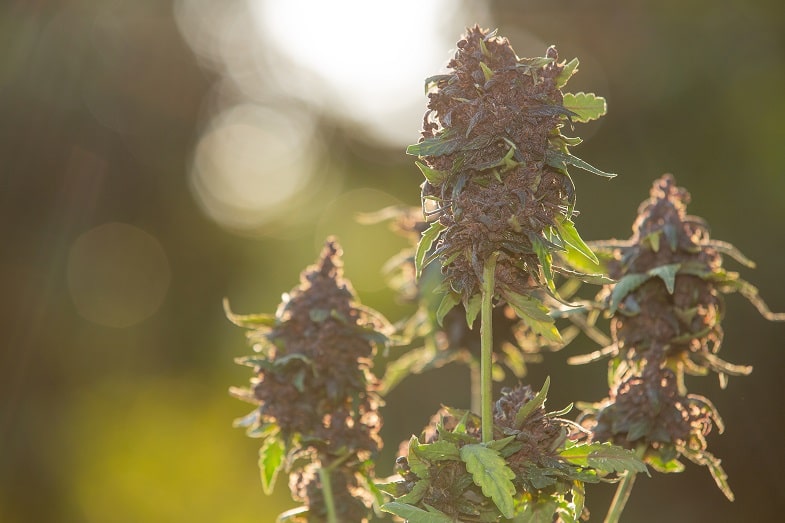 Die Vorteile von Cannabis Ruderalis