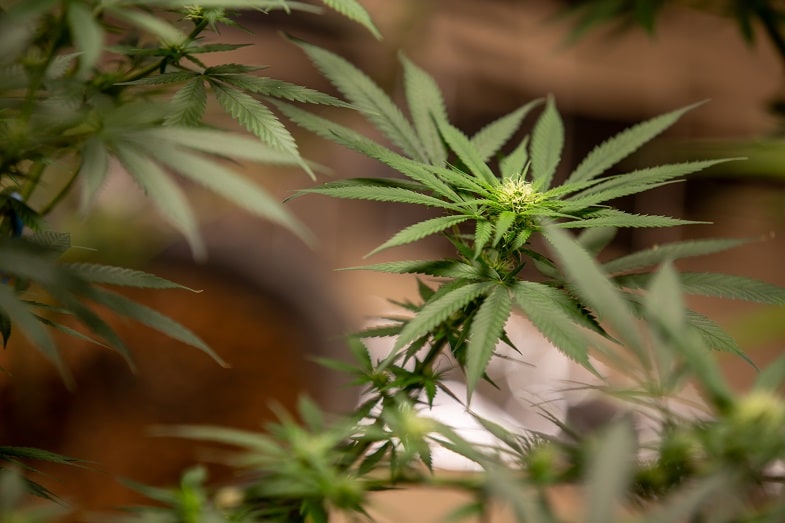 Was ist Cannabis Ruderalis?