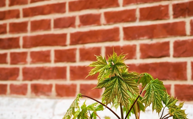 Cannabis und moderne Anwendungen