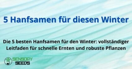 5 Hanfsamen für diesen Winter