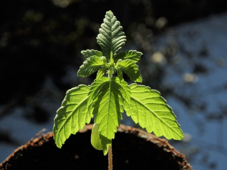 autoflowering-cannabis Merkmale der Cannabis Sativa