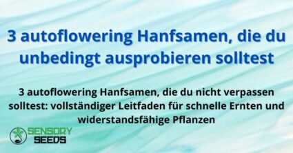 3 autoflowering Hanfsamen, die du unbedingt ausprobieren solltest