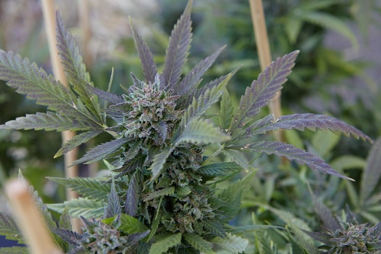 vorteile-von-cannabis-sativa Wirkungen von Cannabis Sativa