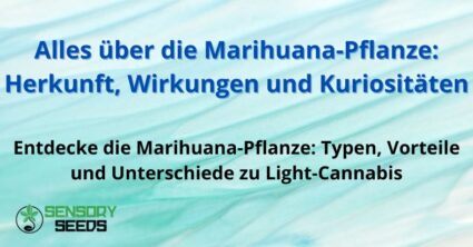 Alles über die Marihuana-Pflanze: Herkunft, Wirkungen und Kuriositäten