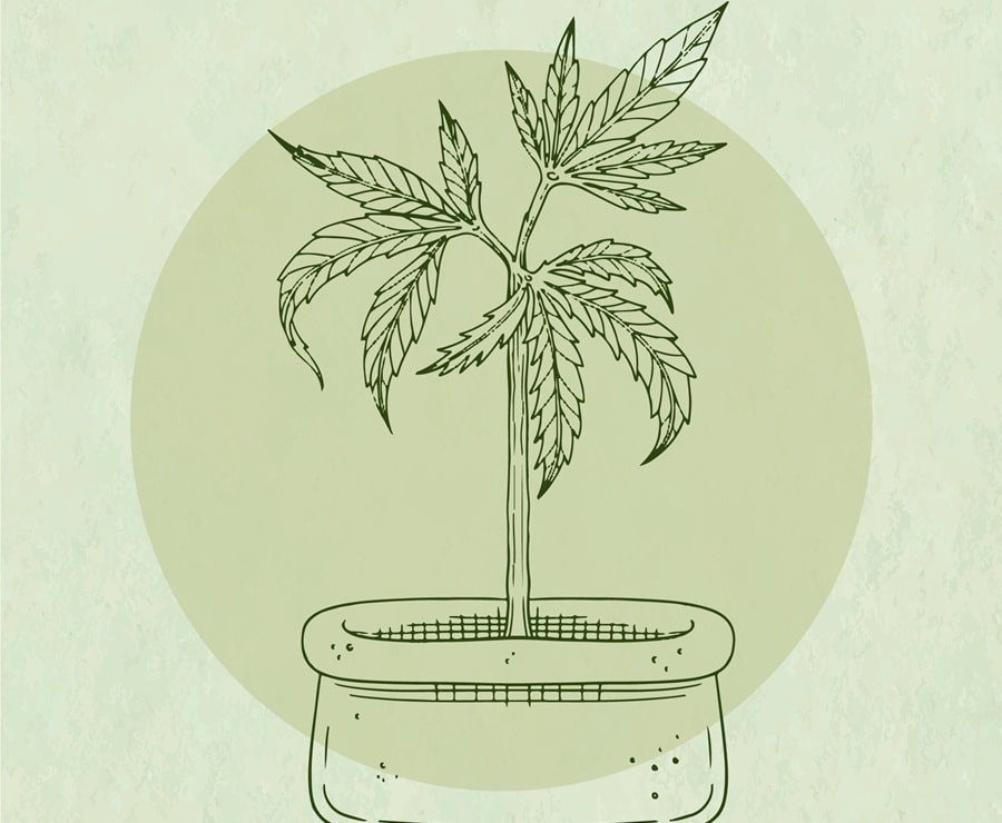 Vorteile der Marihuana-Pflanze