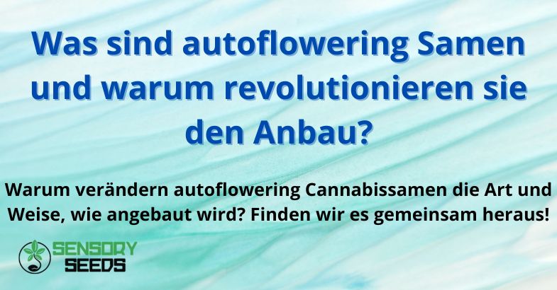 Was sind autoflowering Samen und warum revolutionieren sie den Anbau?